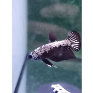 Betta BT-M13