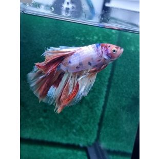 Betta BT-M14