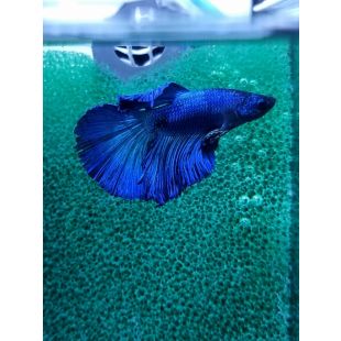 Betta BT-M14