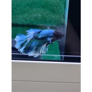 betta, hmpk