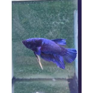 Betta BT-M3