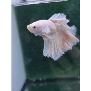 Betta BT-M4