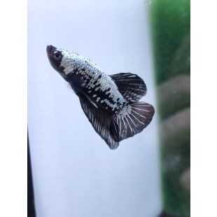 Betta BT-M4