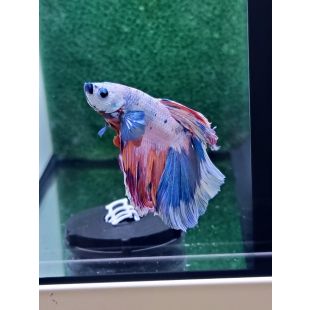 Betta BT-M5