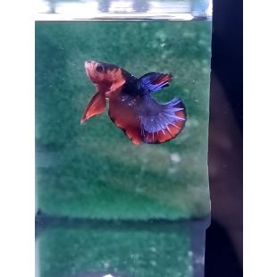 Betta BT-M6