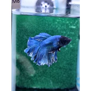 betta, halfmoon