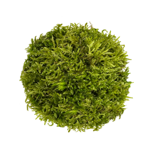 Hypnum Moss en Sticky Soil para emergidos en acuario, terrarios y paludarios
