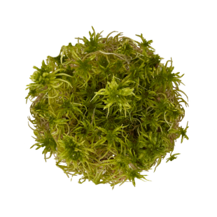 Sphagnum Moss en Sticky Soil musgos para terrarios, paludarios y emergidos