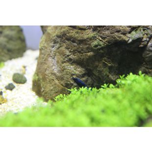 comprar gambas azules en acuario online por internet