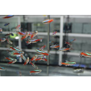 comprar Paracheirodon innesi o tetra neon online tienda.pzes.es