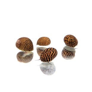 Neritina turrita en tienda online