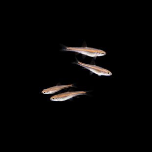 Comprar Notropis chrosomus o barbo arcoíris online