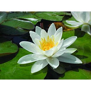 Nymphaea Marliacea Albida planta de estanque de flor blanca