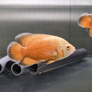 Óscar naranja o Astronotus ocellatus limón