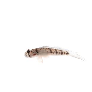 Comprar Oligolepis acutipennis online