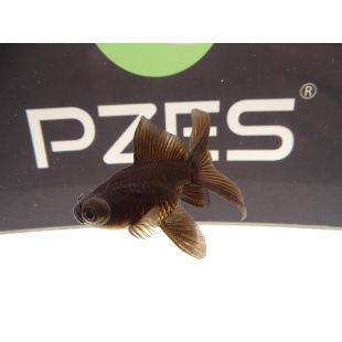 peces de agua fría de calidad pzes