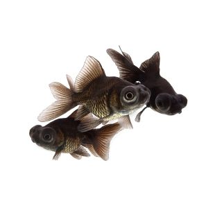 telescópico negro grande en tienda online