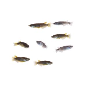 Medaka Black (Oryzias latipes black)