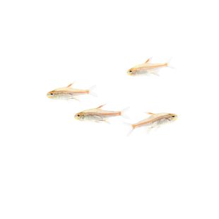 Comprar Hemigrammus erythrozonus o tetra luminoso 