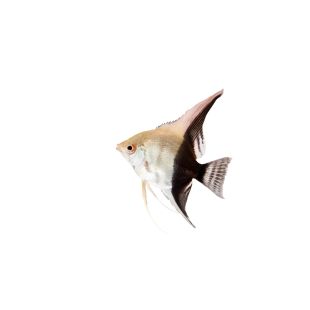 Comprar Pterophyllum scalare bicolor online