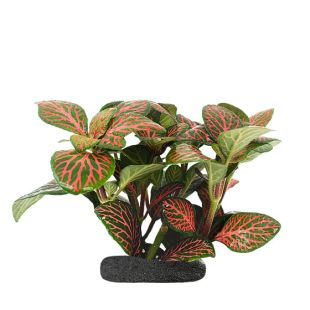 Nerve Plant 'Pink Crinke' en Sticky Soil para paludarios, terrarios y emergidos de acuario