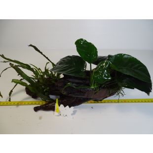 comprar plantas de acuario en tronco