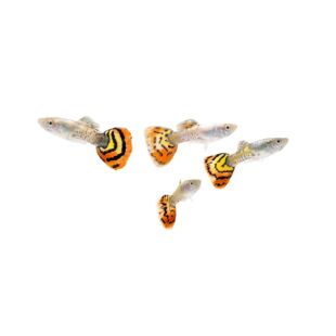 Guppy Cobra Rojo para comprar online