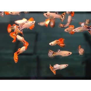 Poecilia reticulata / Guppy Cobra Rojo (machos y hembras) 