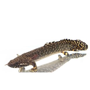 Polypterus ornatipinnis pez Sierra en tienda online