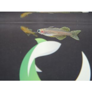 peces para acuario pequeño Pseudomugil gertrudae, Popondeta neon punteada