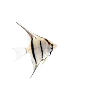 Pterophyllum sp. Manacapuru (Escalar Manacapuru normal)