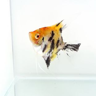 Pterophyllum scalare Escalar Red Devil en tienda online 
