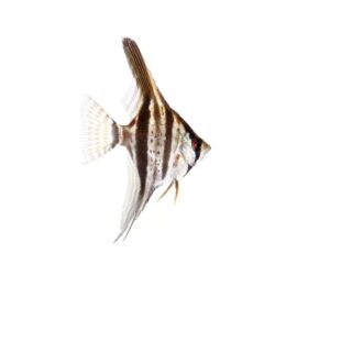 Escalar Santa Isabel (Pterophyllum scalare) en tienda online