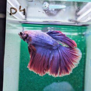 Betta BT-D4