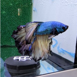 Betta BT-D9