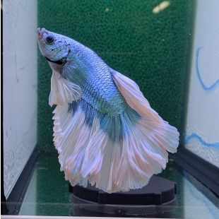 betta, halfmoon