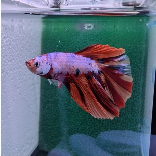 Betta BT-D4