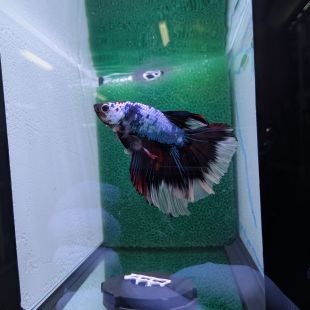 Betta BT-D12