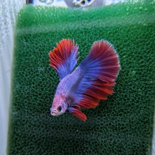 Betta BT-D10