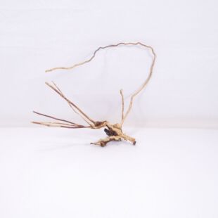 Raíz Light Wood pequeña para decorar acuarios en tienda.pzes online, todo lo que tu acuario necesita.