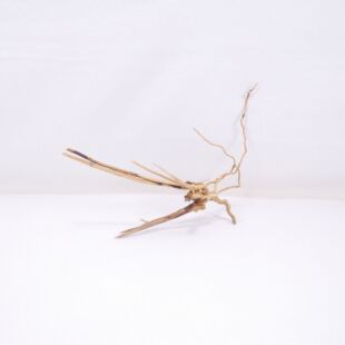 Raíz Light Wood pequeña para decorar acuarios en tienda.pzes online, todo lo que tu acuario necesita.