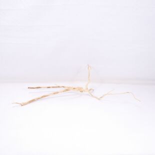 Raíz Light Wood pequeña para decorar acuarios en tienda.pzes online, todo lo que tu acuario necesita.