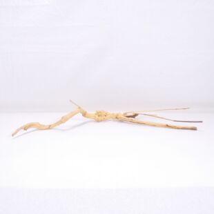 Raíz Light Wood pequeña para decorar acuarios en tienda.pzes online, todo lo que tu acuario necesita.