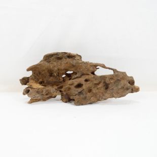 Comprar online madera dragón pequeña, bonita, decorativa y alargada con agujeros en tienda online de peces y acuarios especializada: Pzes Alcorcón.