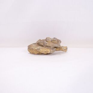 Roca dragón pequeña-mediana con agujeros decoración natural acuarios en tienda.pzes.es