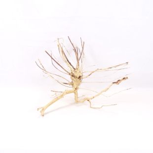 Raíz Light Wood grande para decorar acuarios en tienda.pzes online, todo lo que tu acuario necesita.