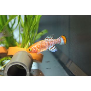 comprar Nothobranchius rachovii en tienda online