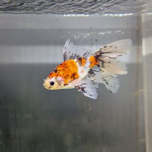 Carassius auratus Bristol Shubunkin
