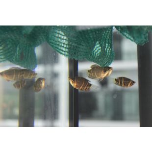 Sphaerichthys osphromenoides - Gourami chocolate