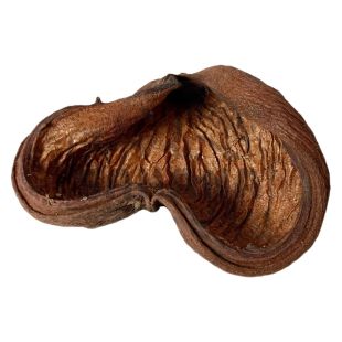 Cáscara de Sterculia botánicos para acuarios